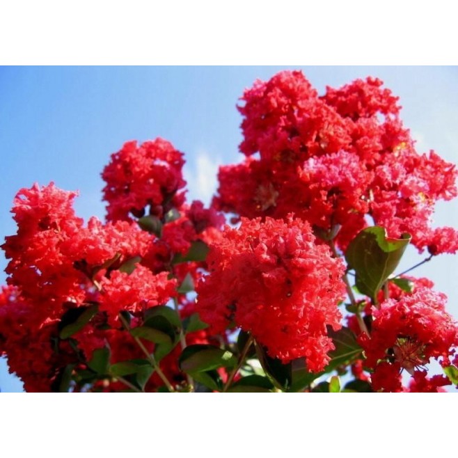 Lagerstroemia czerwona Red Imperator 20-40cm P9