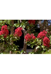 Lagerstroemia czerwona Red Imperator 20-40cm P9