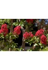 Lagerstroemia czerwona Red Imperator 20-40cm P9