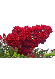 Lagerstroemia czerwona Red Imperator 20-40cm P9