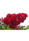 Lagerstroemia czerwona Red Imperator 20-40cm P9