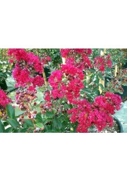 Lagerstroemia czerwona Red Imperator 20-40cm P9