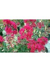Lagerstroemia czerwona Red Imperator 20-40cm P9
