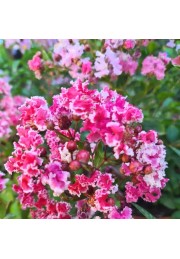 Lagerstroemia Berlingot Menthe 20-40cm P9