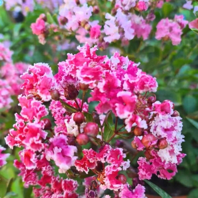 Lagerstroemia Berlingot Menthe 20-40cm P9