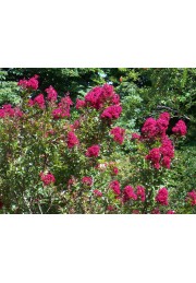 Lagerstroemia czerwona Red Imperator 20-40cm P9