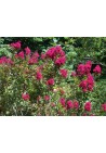 Lagerstroemia czerwona Red Imperator 20-40cm P9