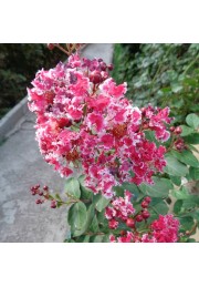 Lagerstroemia Berlingot Menthe 20-40cm P9
