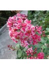 Lagerstroemia Berlingot Menthe 20-40cm P9