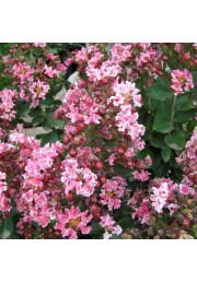 Lagerstroemia Berlingot Menthe 20-40cm P9
