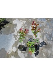 Lagerstroemia czerwona Red Imperator 20-40cm P9