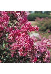 Lagerstroemia Berlingot Menthe 20-40cm P9