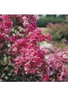 Lagerstroemia Berlingot Menthe 20-40cm P9