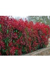 Głogownik Red Robin photinia żywopłot 60-80cm C2