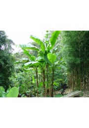 Bananowiec Musa Basjoo sadzonka 20-40cm P9