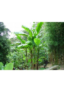 Bananowiec Musa Basjoo sadzonka 20-40cm P9