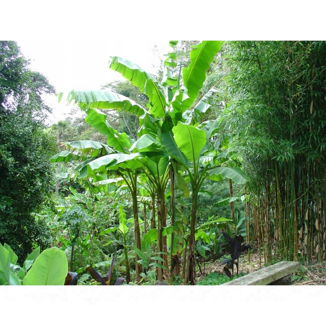 Bananowiec Musa Basjoo sadzonka 20-40cm P9
