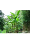 Bananowiec Musa Basjoo sadzonka 20-40cm P9