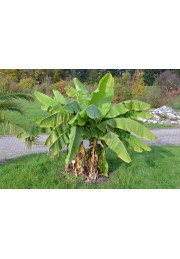 Bananowiec Musa Basjoo sadzonka 20-40cm P9