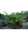 Bananowiec Musa Basjoo sadzonka 20-40cm P9
