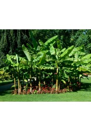 Bananowiec Musa Basjoo sadzonka 20-40cm P9