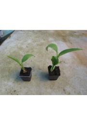 Bananowiec Musa Basjoo sadzonka 20-40cm P9