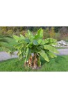 Bananowiec Musa Basjoo sadzonki P15