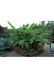 Bananowiec Musa Basjoo sadzonki P15