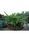 Bananowiec Musa Basjoo sadzonki P15