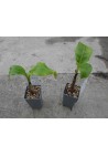 Bananowiec Musa Basjoo sadzonki P15