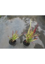 Czerwona TRAWA do ogrodu RED BARON P9