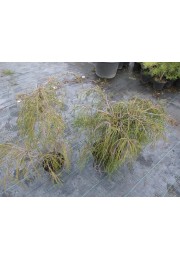 Żywotnik olbrzymi Thuja WHIPCORD C2