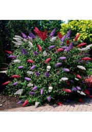 Budleja trójkolorowa Tricolor 3 kolory C3