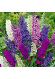 Budleja trójkolorowa Tricolor 3 kolory C3