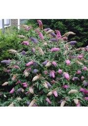 Budleja trójkolorowa Tricolor 3 kolory C3