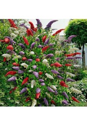 Budleja trójkolorowa Tricolor 3 kolory C3