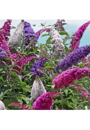 Budleja trójkolorowa Tricolor 3 kolory C3