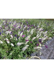 Budleja trójkolorowa Tricolor 3 kolory C3