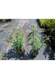 Budleja trójkolorowa Tricolor 3 kolory C3