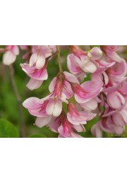 Akacja różowa Robinia PA 120-140cm C2