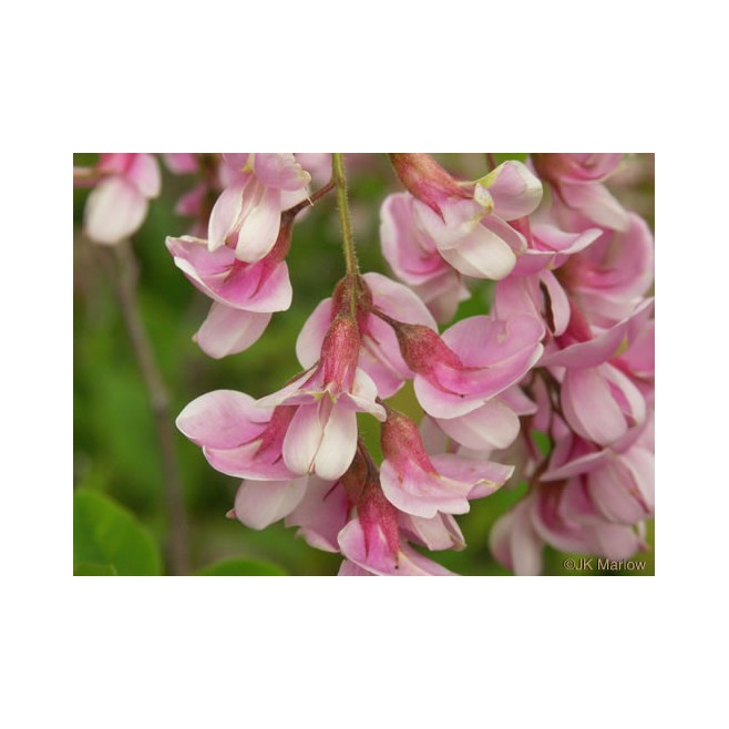 Akacja różowa Robinia PA 120-140cm C2