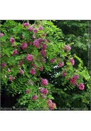 Akacja różowa Robinia PA 120-140cm C2