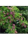 Akacja różowa Robinia PA 120-140cm C2