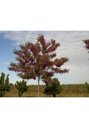 Akacja różowa Robinia PA 120-140cm C2