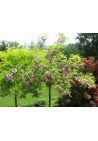 Akacja różowa Robinia PA 120-140cm C2