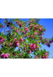 Akacja różowa Robinia PA 120-140cm C2