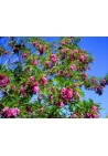 Akacja różowa Robinia PA 120-140cm C2
