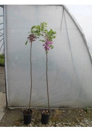Akacja różowa Robinia PA 120-140cm C2