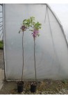 Akacja różowa Robinia PA 120-140cm C2