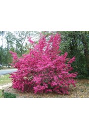 Loropetalum Fire Dance żywe konfetti sadzonka P9